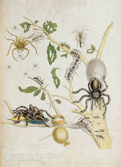 Ragni: Mygole, tavola 18 da 